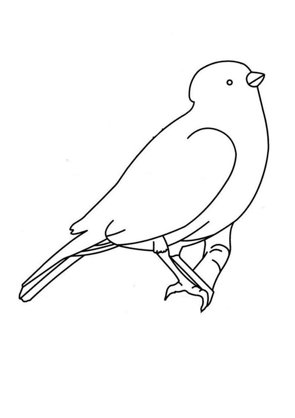 Coloring pages printable birds coloring pages for kids