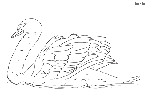 Birds coloring pages free printable bird coloring sheets