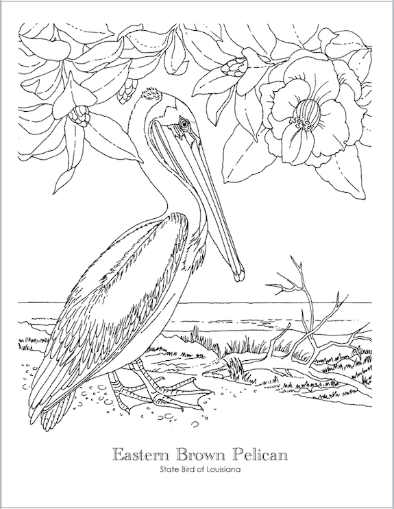State bird coloring pages free printable