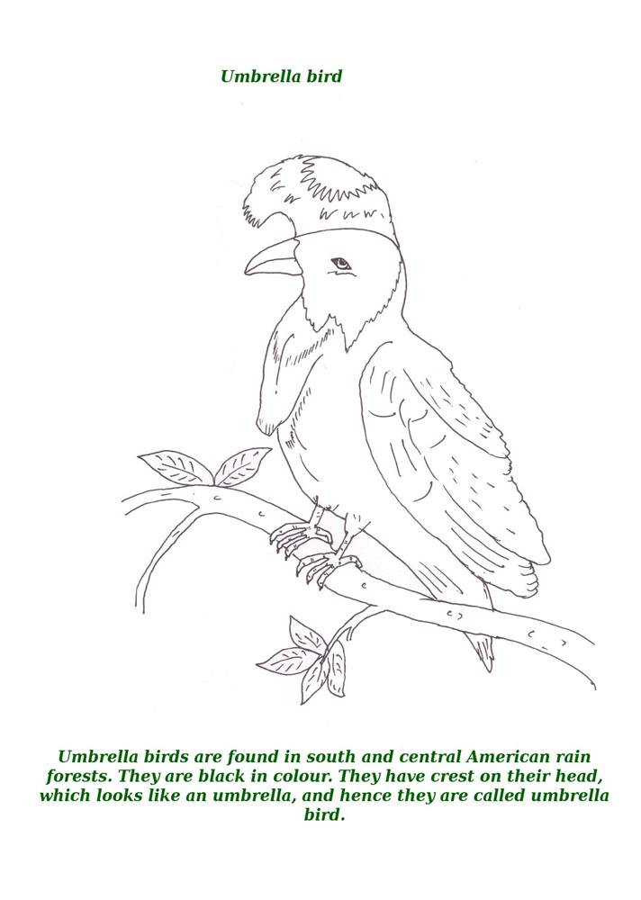Birds printable coloring page for kids