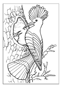 Color in stunning birds from around the world with our printable coloring pages