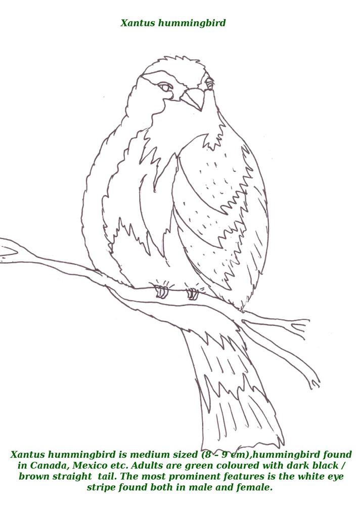 Birds printable coloring page for kids