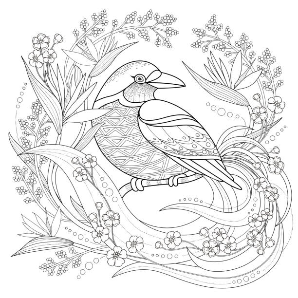 Adult bird coloring pages stock photos pictures royalty