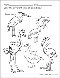 Kinds of birds worksheets for preschools