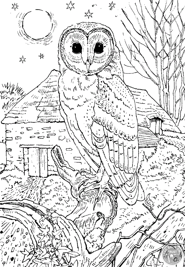 Barn owl colouring page