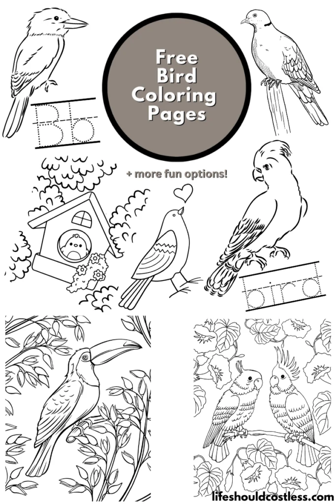 Bird coloring pages free printable pdf templates