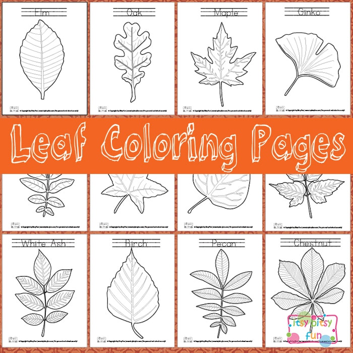 Leaf coloring pages