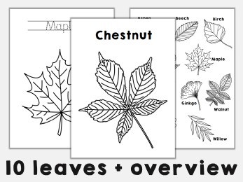 Leaf coloring pages autumn printable craft activity kids happy paper time