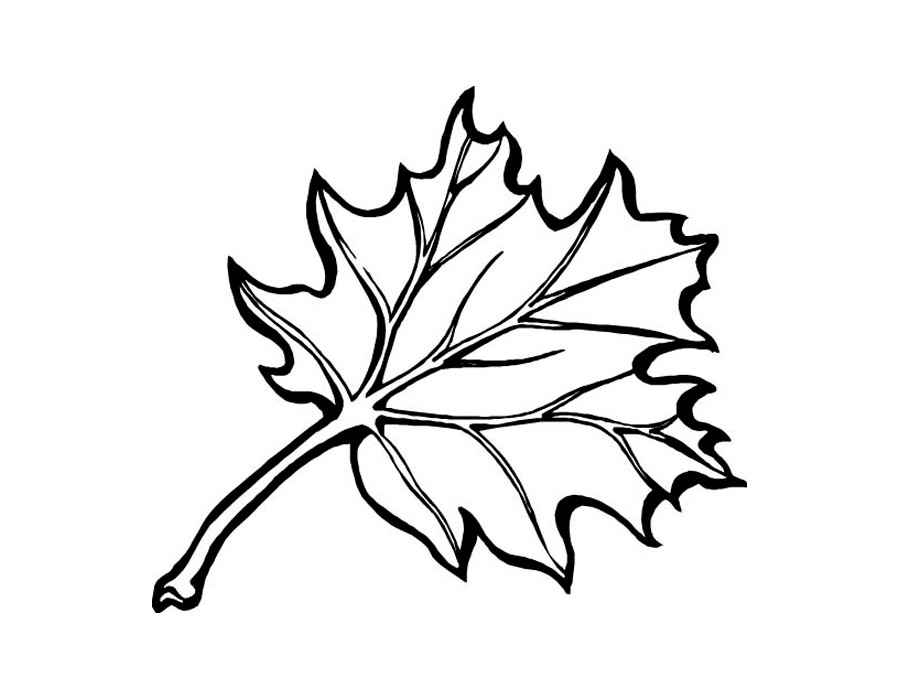 Drawing of a fallen leaf coloring page