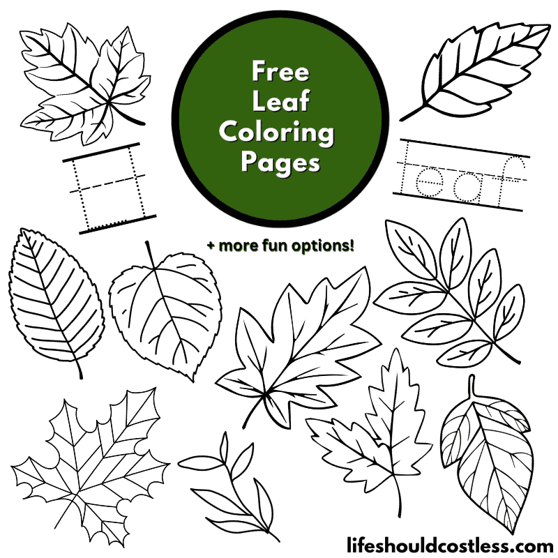 Leaf coloring pages free printable pdf templates