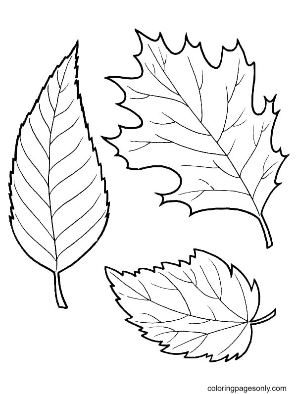 Autumn leaves coloring pages printable for free download