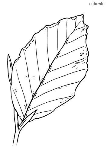 Leaves coloring pages free printable leaf coloring sheets