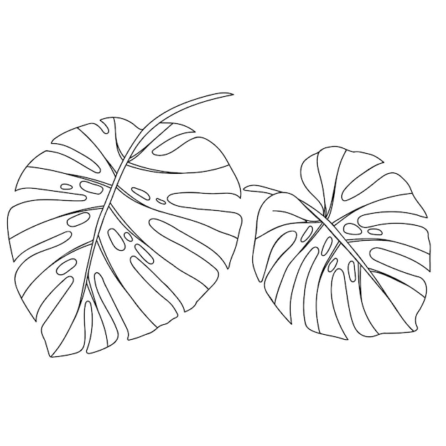 Premium vector tropical monstera leaves vector outlined black on white for coloring page or print