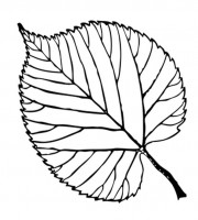 Top leaf coloring pages for your little ones coloring pages