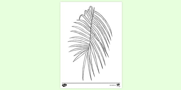 Palm leaf colouring sheet resources teacher made