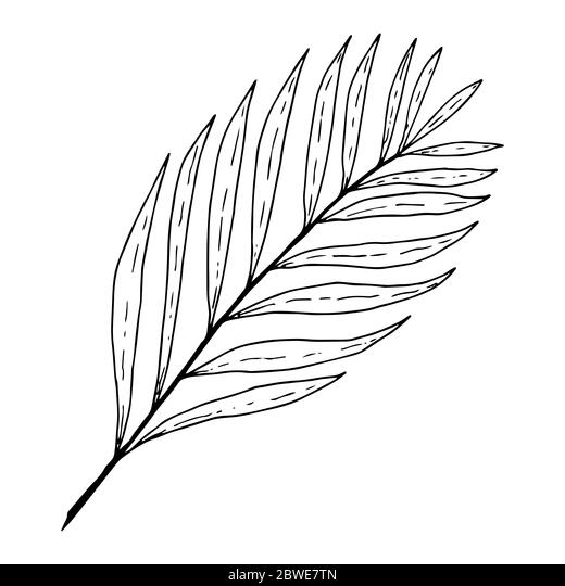 Chiki palm leaf in graphic style black outline isolated on white background stock vector illustration for design and decor prints logo template st stock vector image art