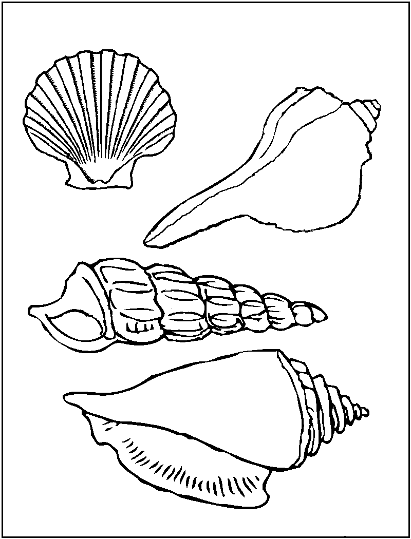 Free printable seashell coloring pages for kids animal coloring pages coloring pages sea shells