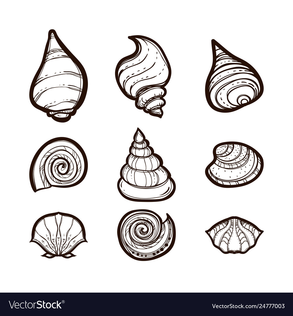 Collection various seashells coloring book vector image