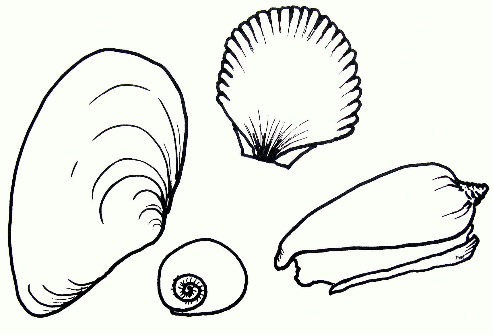 Seashells by millhillartwork