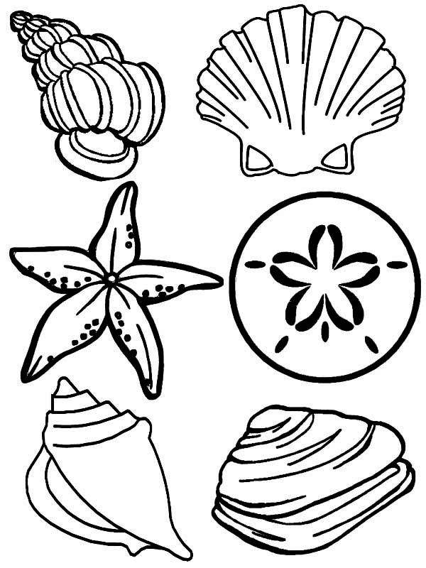 Sea shells coloring page printable free coloring pages animal coloring pages coloring pages