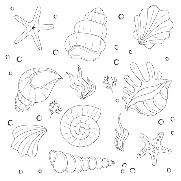 Seashell coloring page images