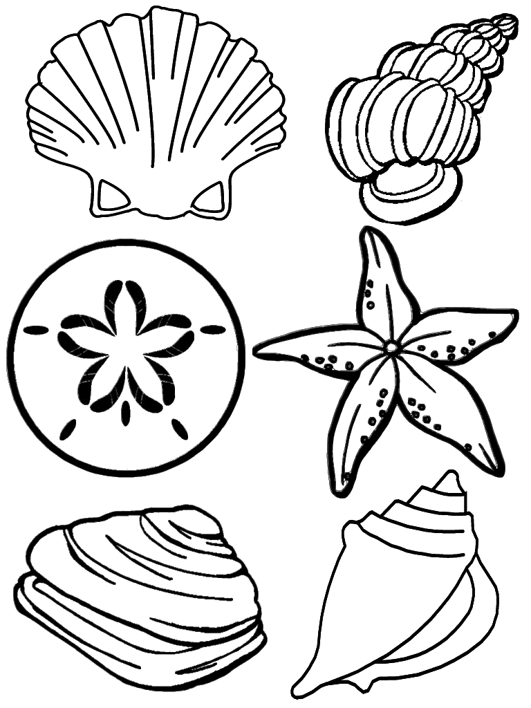 Free printable seashell coloring pages for kids summer coloring pages beach coloring pages coloring pages