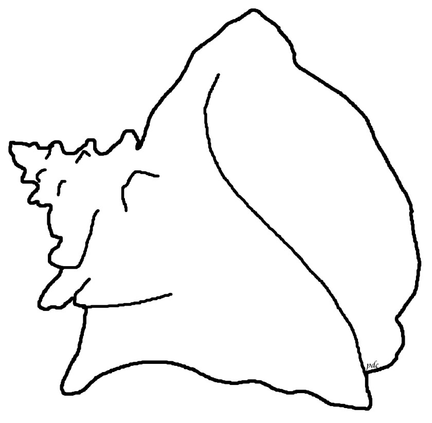 Seashells by millhillqueen conch seashell coloring page download