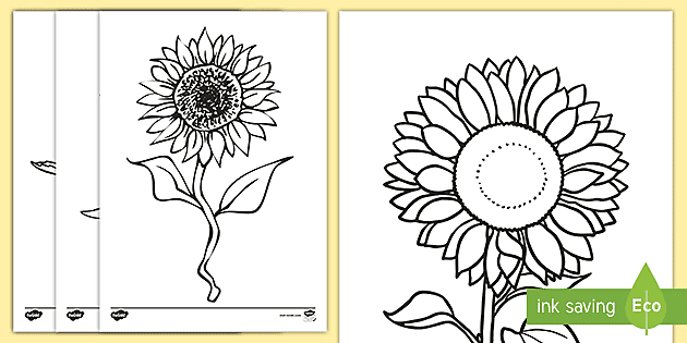 Sunflower template colouring pages teacher made
