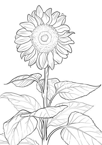 Sunflower coloring page free printable coloring pages sunflower coloring pages flower coloring pages coloring pages