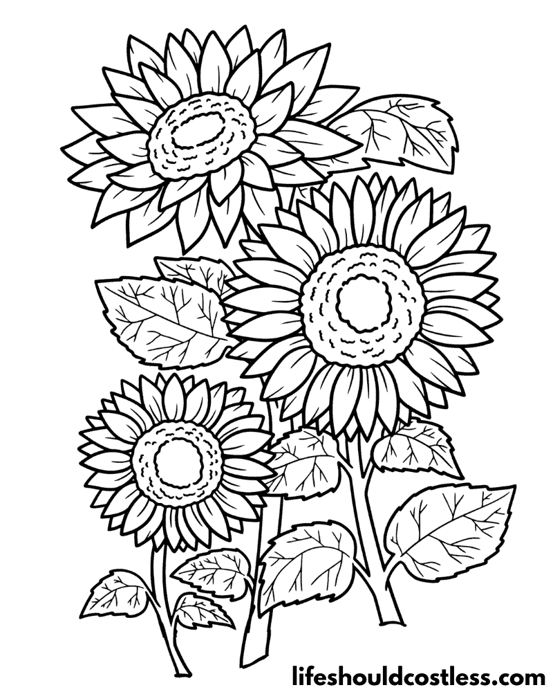 Sunflower coloring pages free printable pdf templates