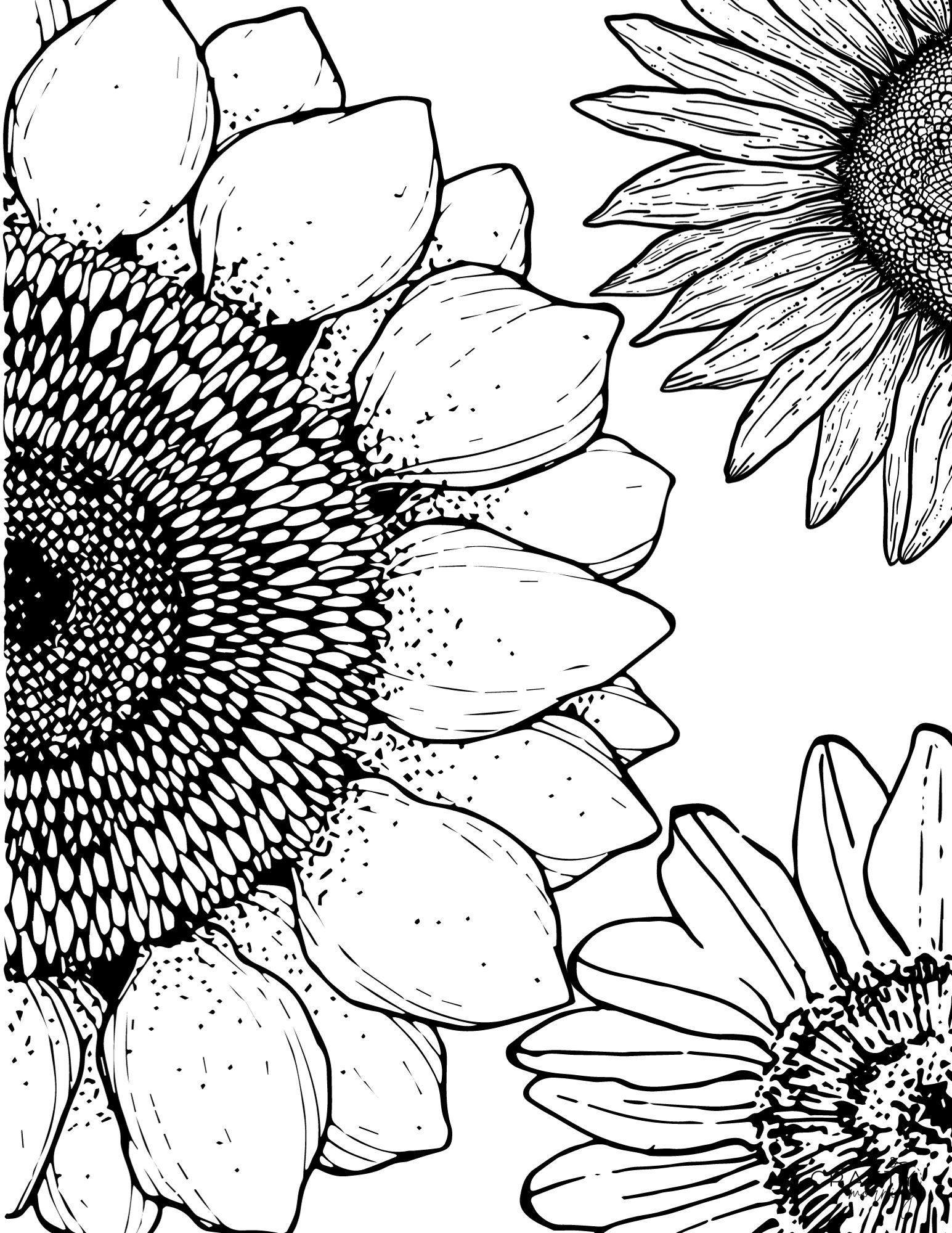Free printable sunflower coloring pages