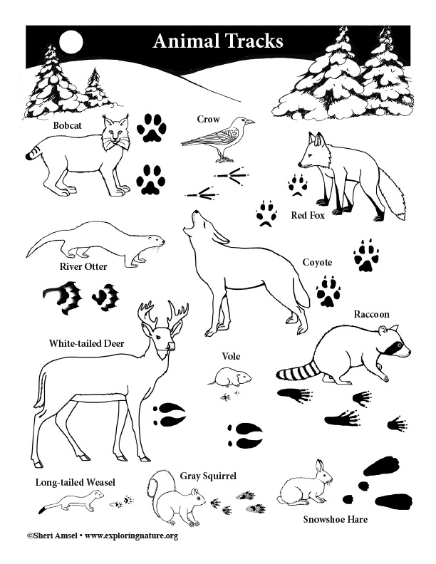 Animal tracks coloring page