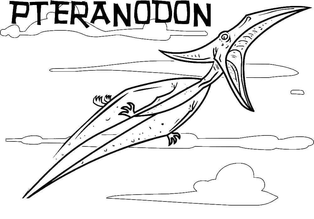 Online coloring pages coloring page pteranodon dinosaur download print coloring page