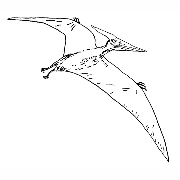 Pteranodon gliding h