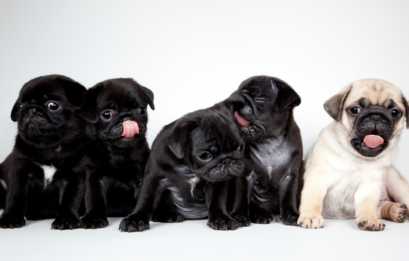 Wallpaper puppies cute pugs images for desktop section ñððððºð