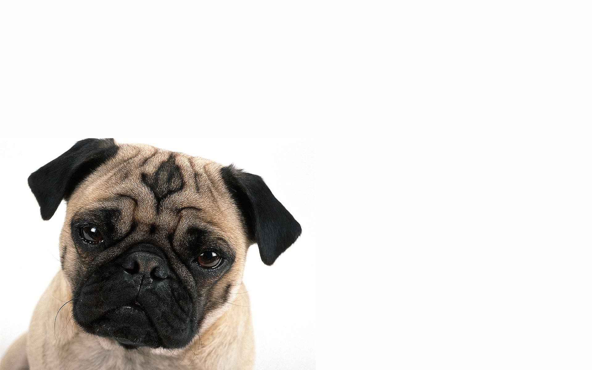 Animals dogs pug wallpapers hd desktop and mobile backgrounds