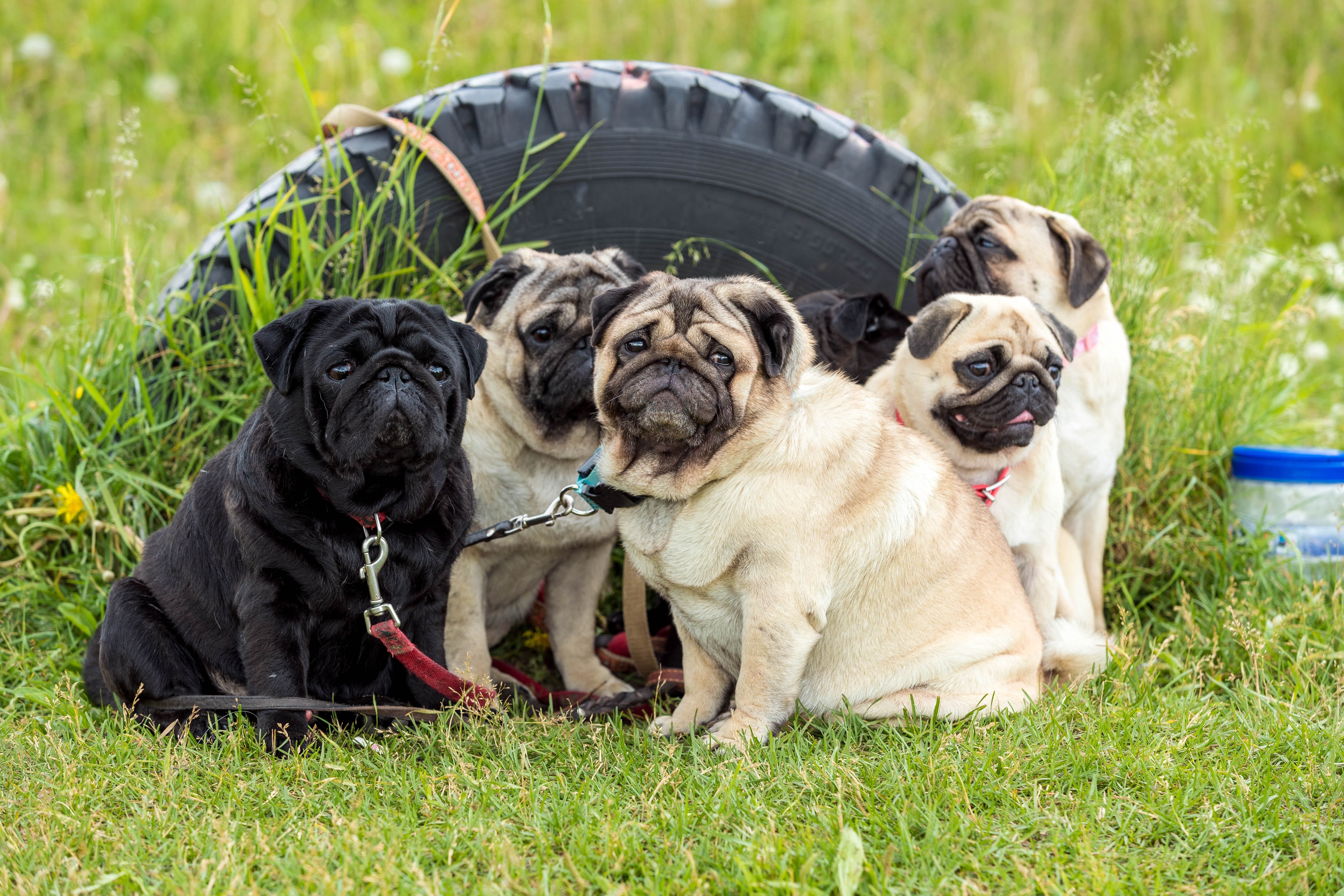 Pugs photos download the best free pugs stock photos hd images