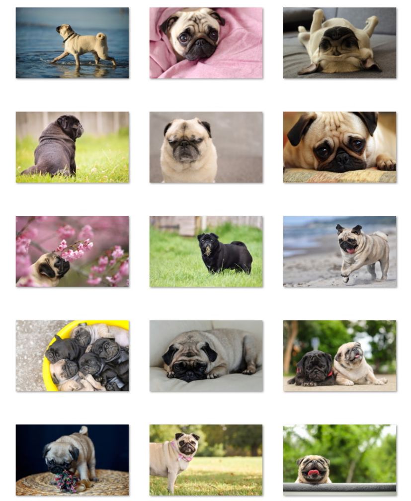 Lovable pugs theme for windows download