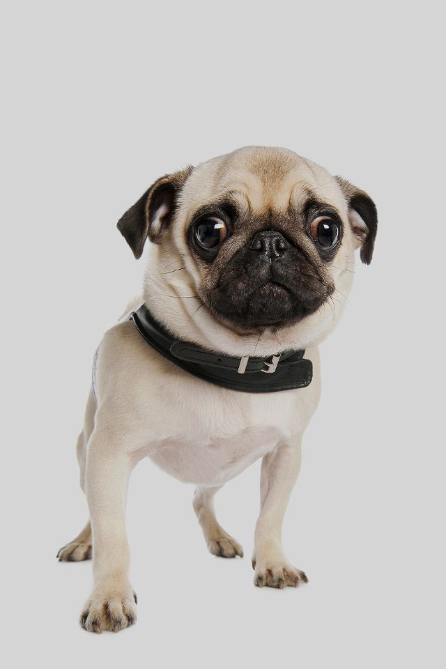 Cute pug dog iphone s wallpapers free download