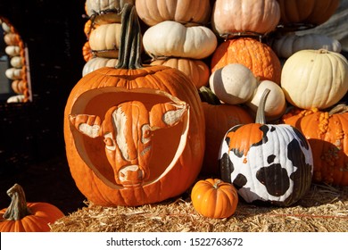 Evil cow stock photos images photography