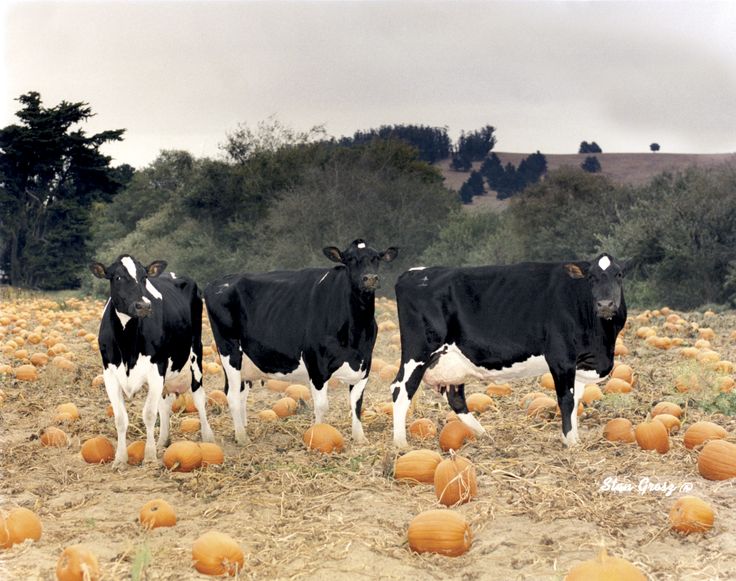 Cows in the pumpkin patch pumpkin patch cow animals