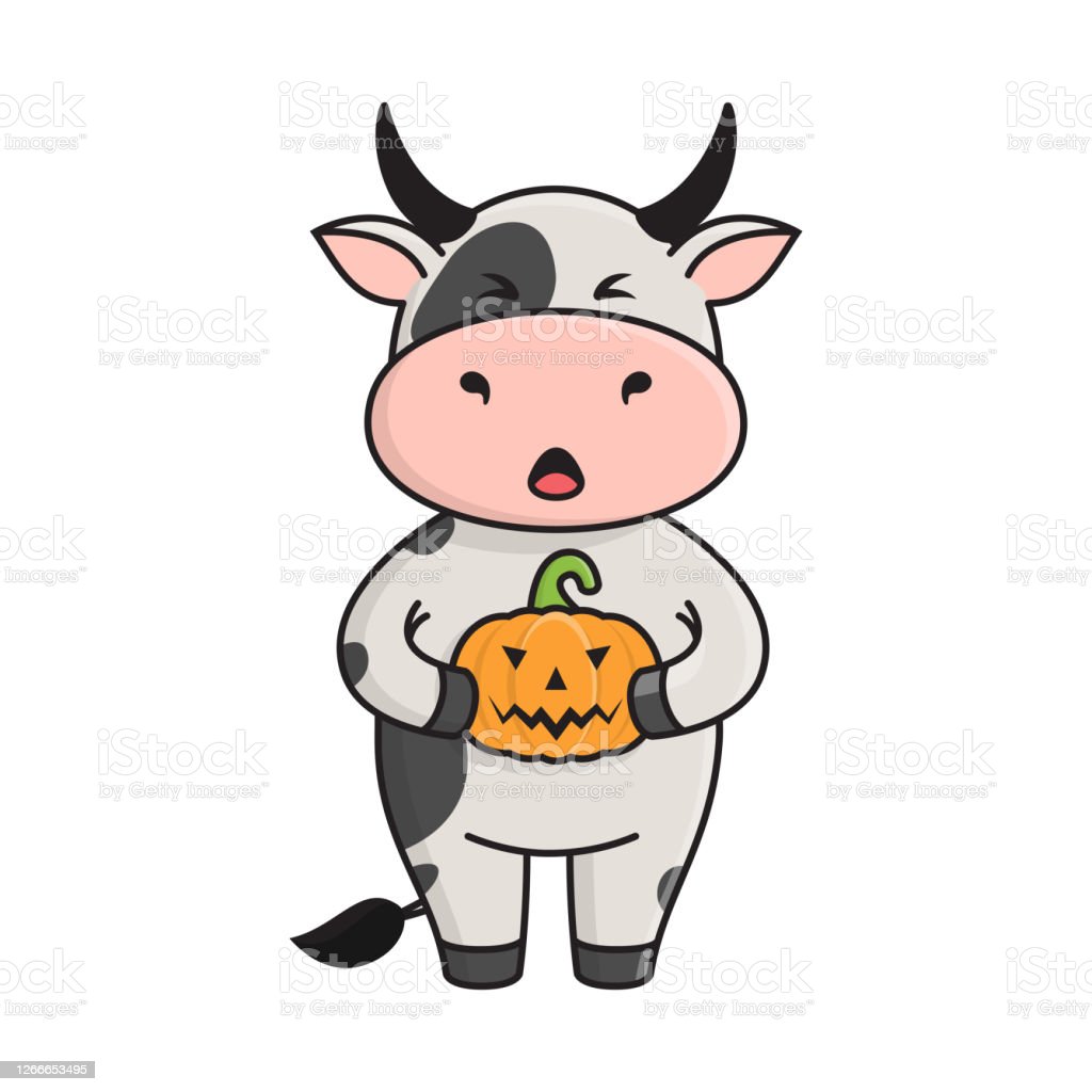 A cute spotted bull or cow holds a jacko lantern pumpkin a symbol of halloween ox is a symbol of the new year according to the eastern calendar vector stock flat
