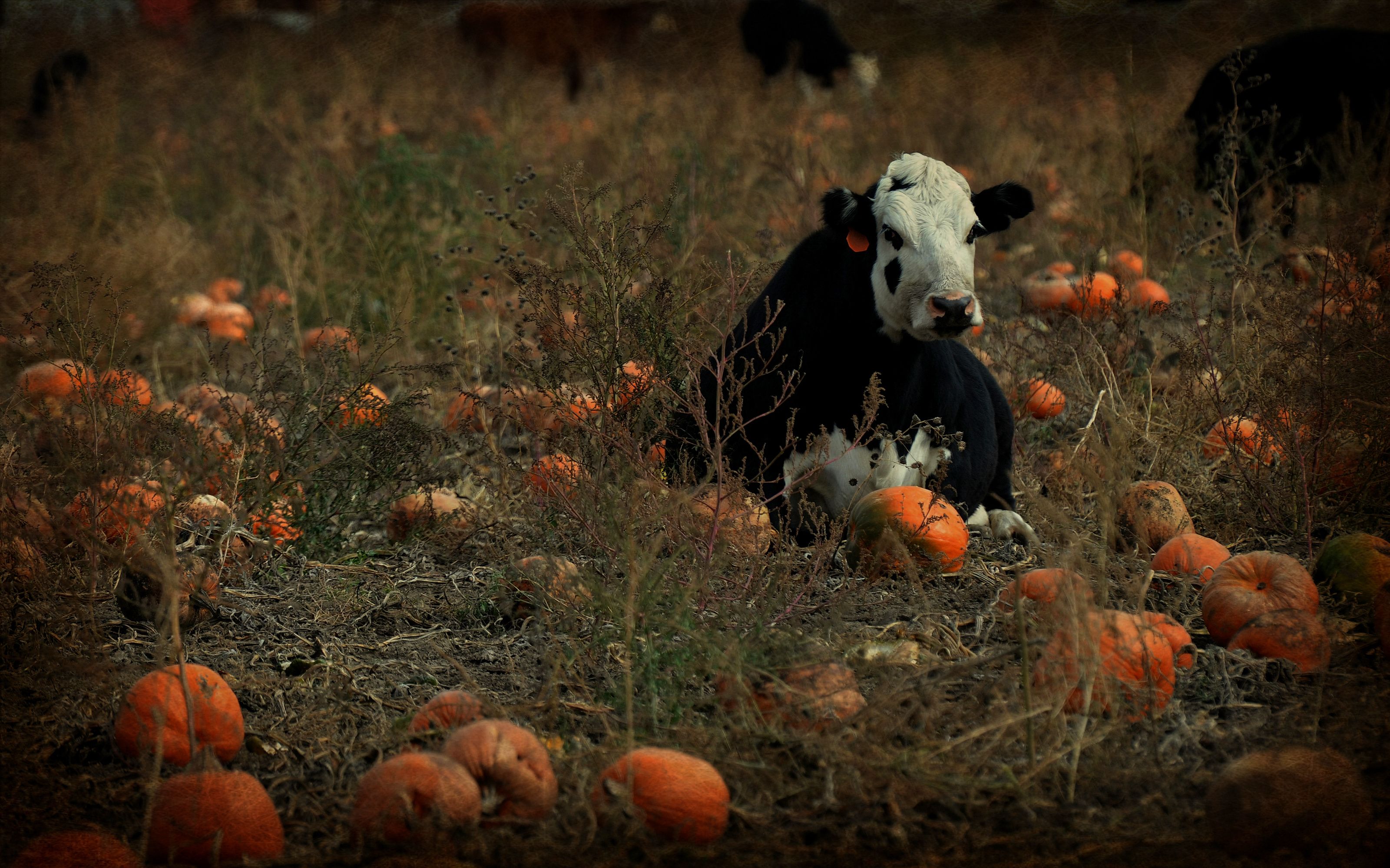 Cow in pumpkin patch by
