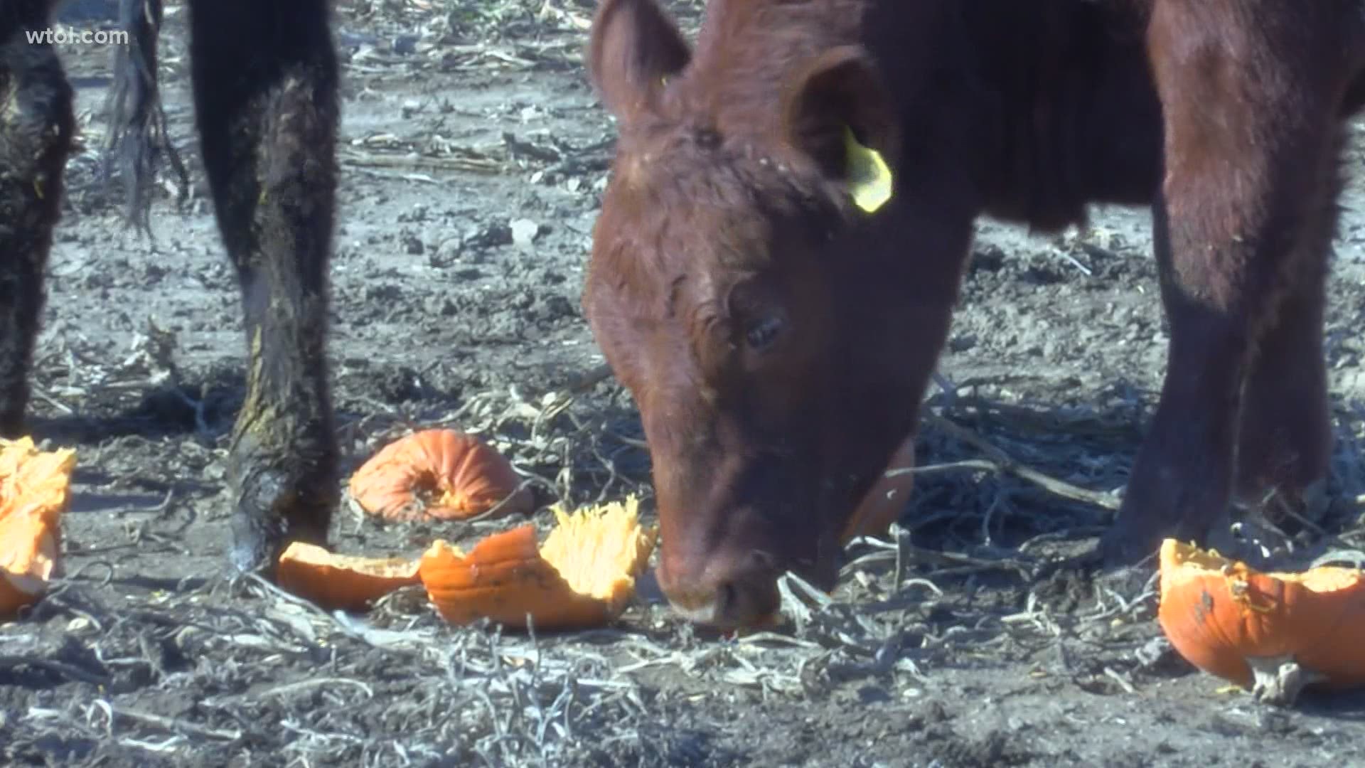 Gust brothers pumpkin farm puts leftover pumpkins to good use