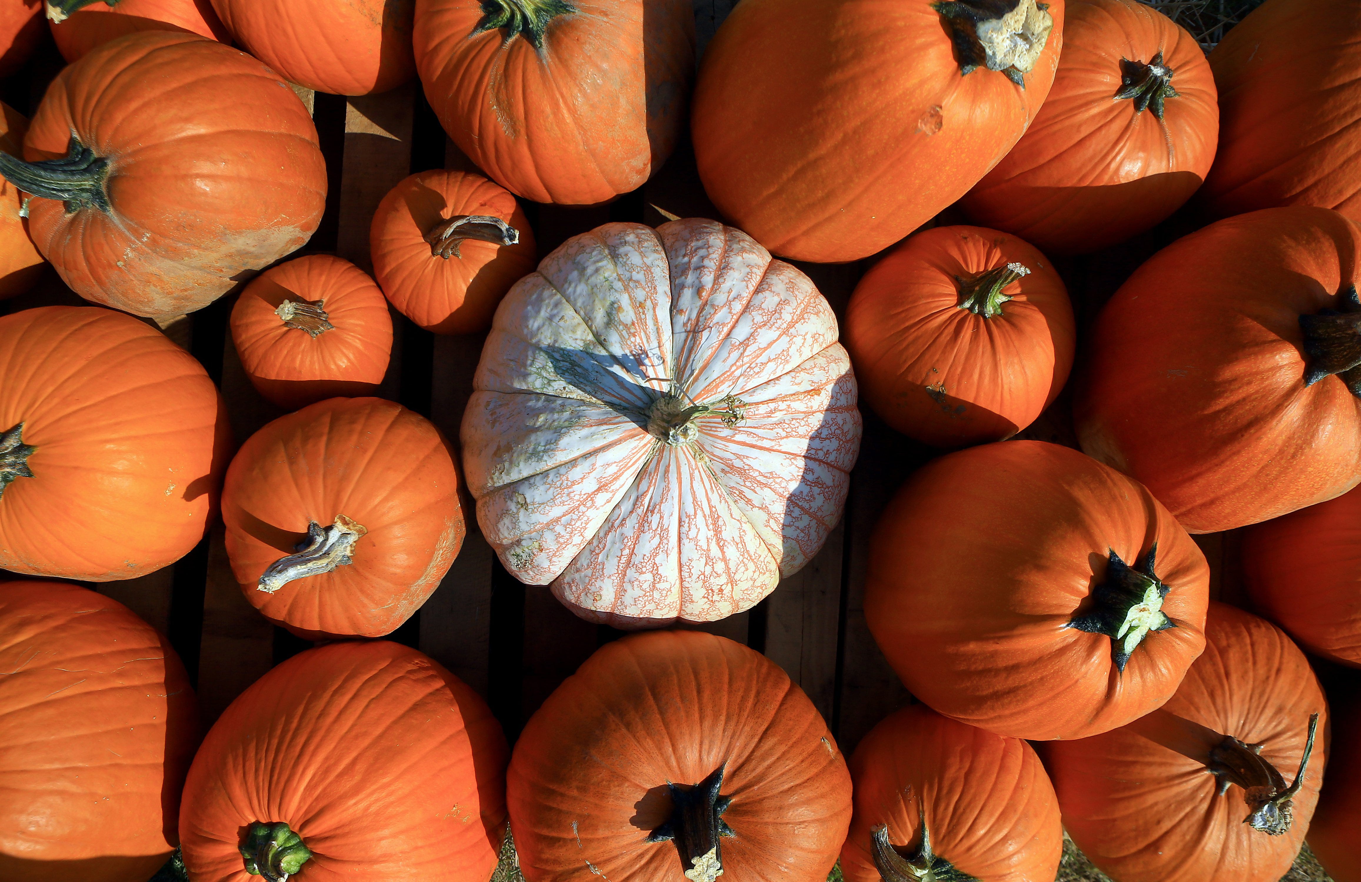 Head out to these pumpkin patches in corpus christi in october