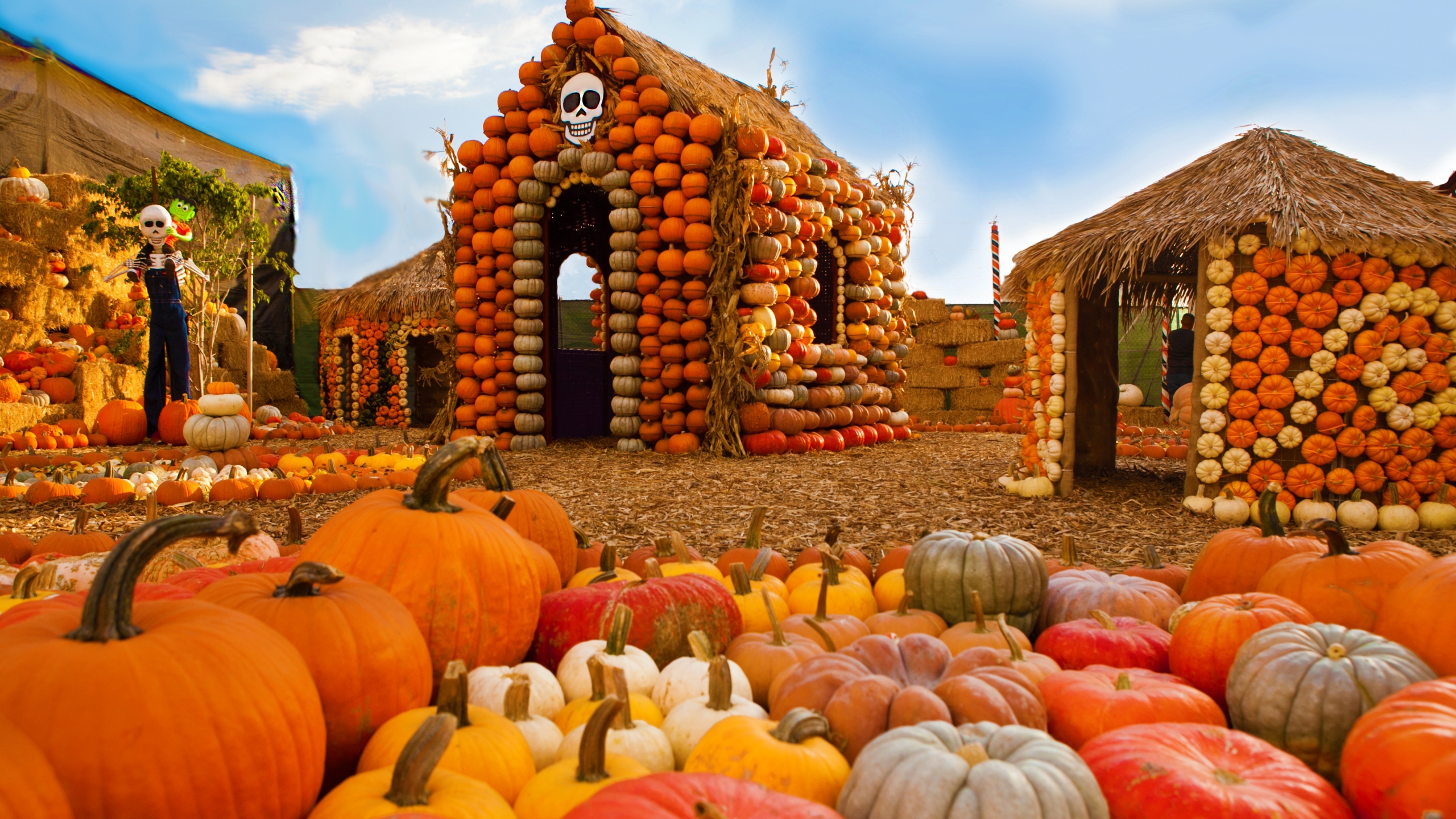 Why you might see a sadder pricier pumpkin patch selection this year