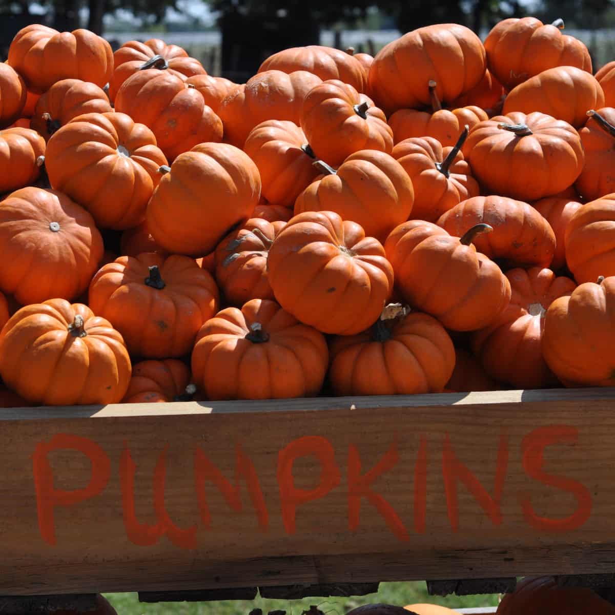 Houston area fall farms pumpkin patches and festivals â