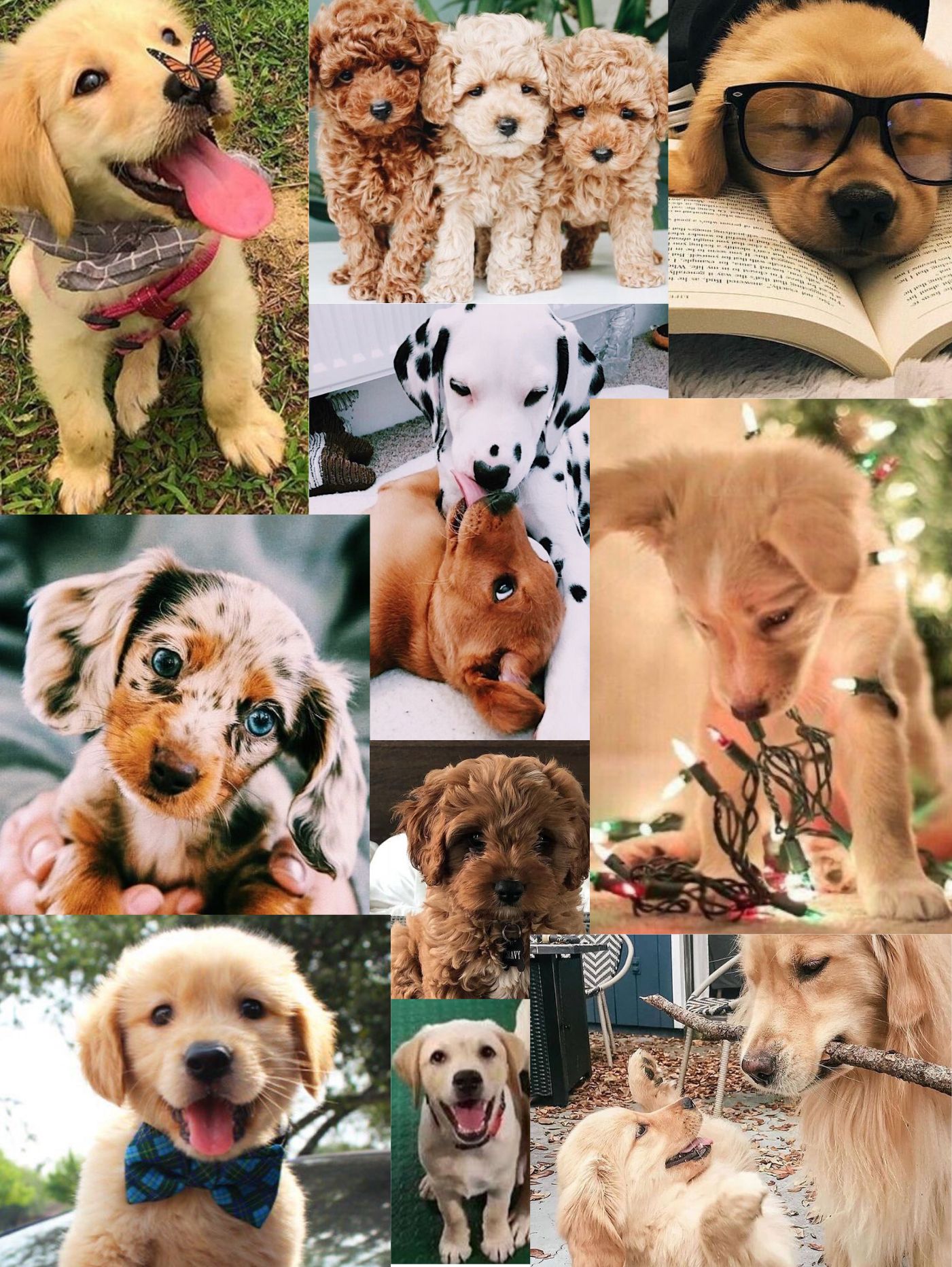 Download Free 100 + puppy aesthetic Wallpapers