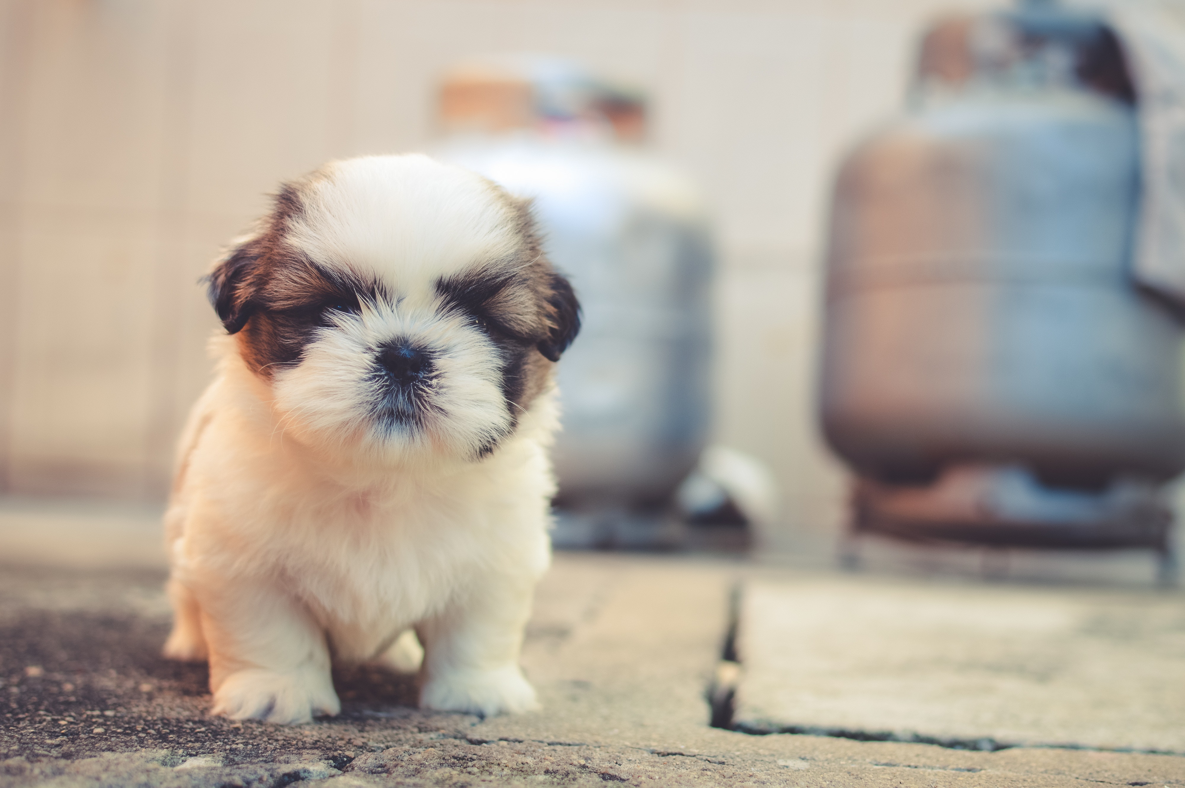 Puppy photos download the best free puppy stock photos hd images