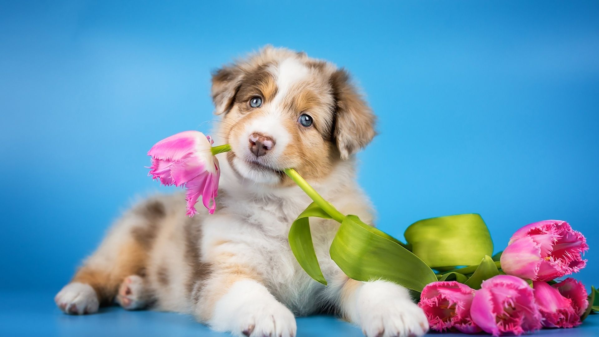 Desktop wallpaper cute dog puppy playing with flowers adorable hd image picture background f